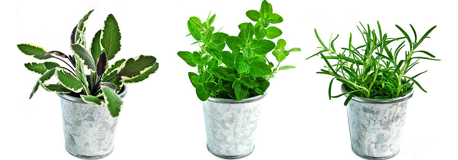 herbs
