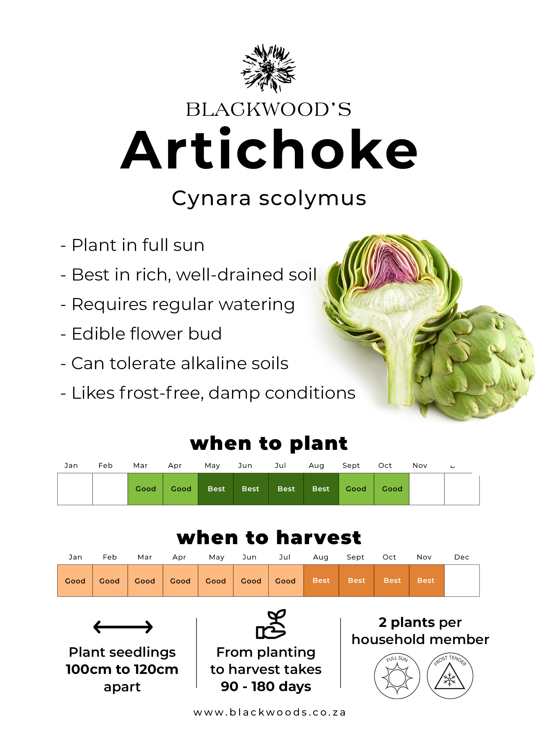Artichoke