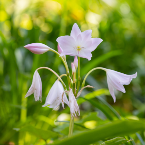 Crinum