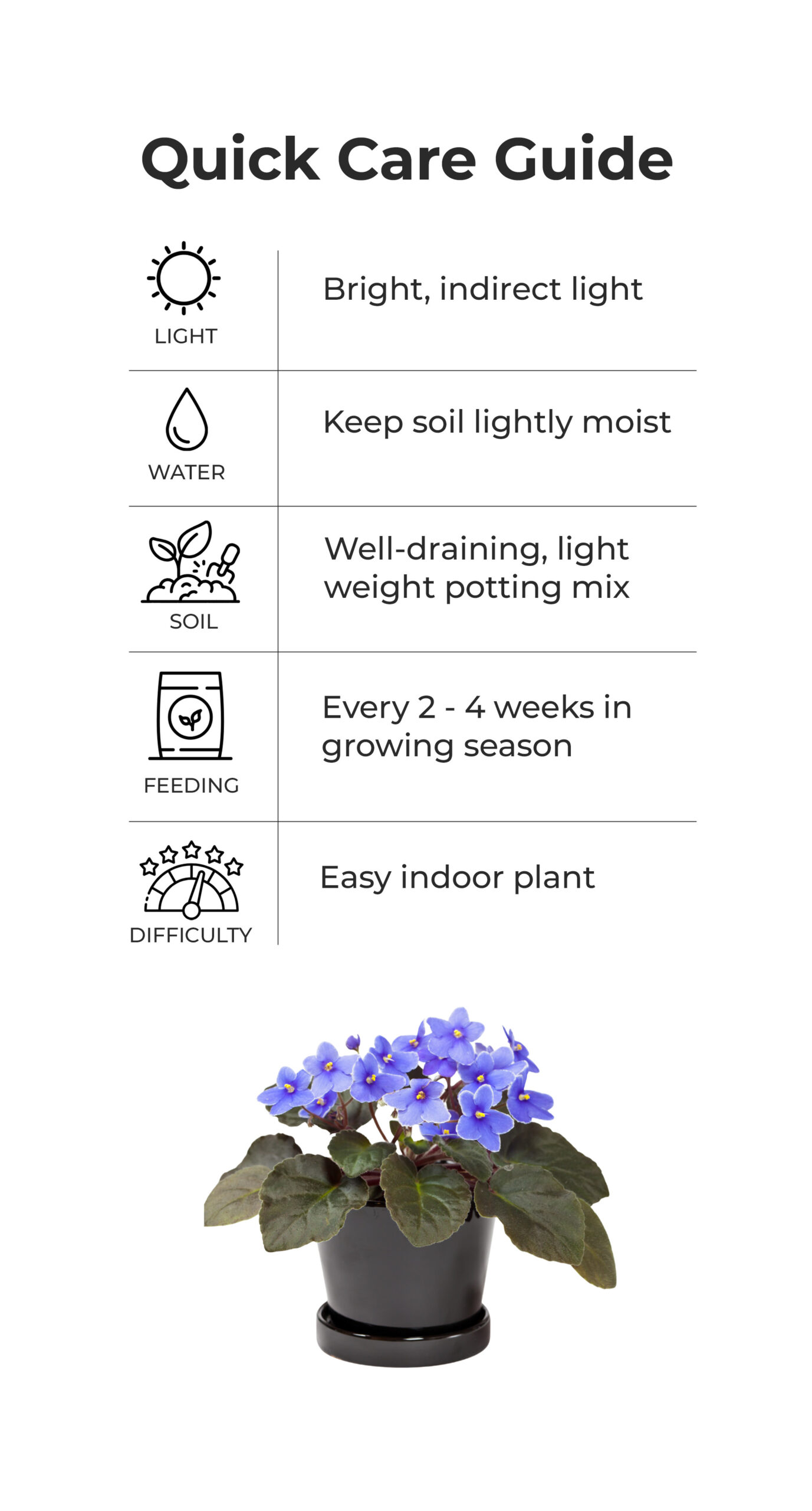 African_violet_quick_care