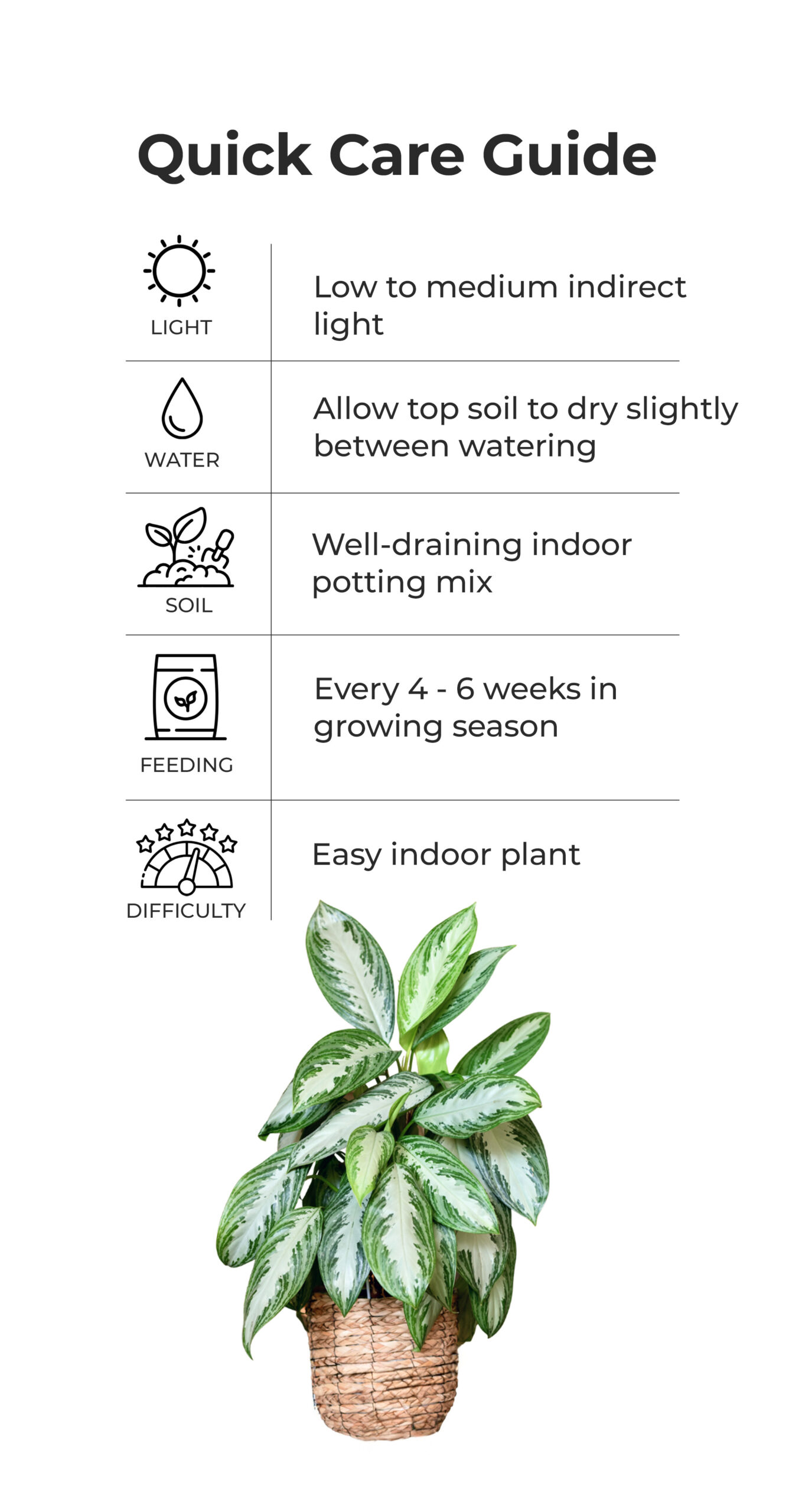 Aglaonema_silver_queen_quick_care
