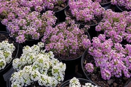 Alyssum