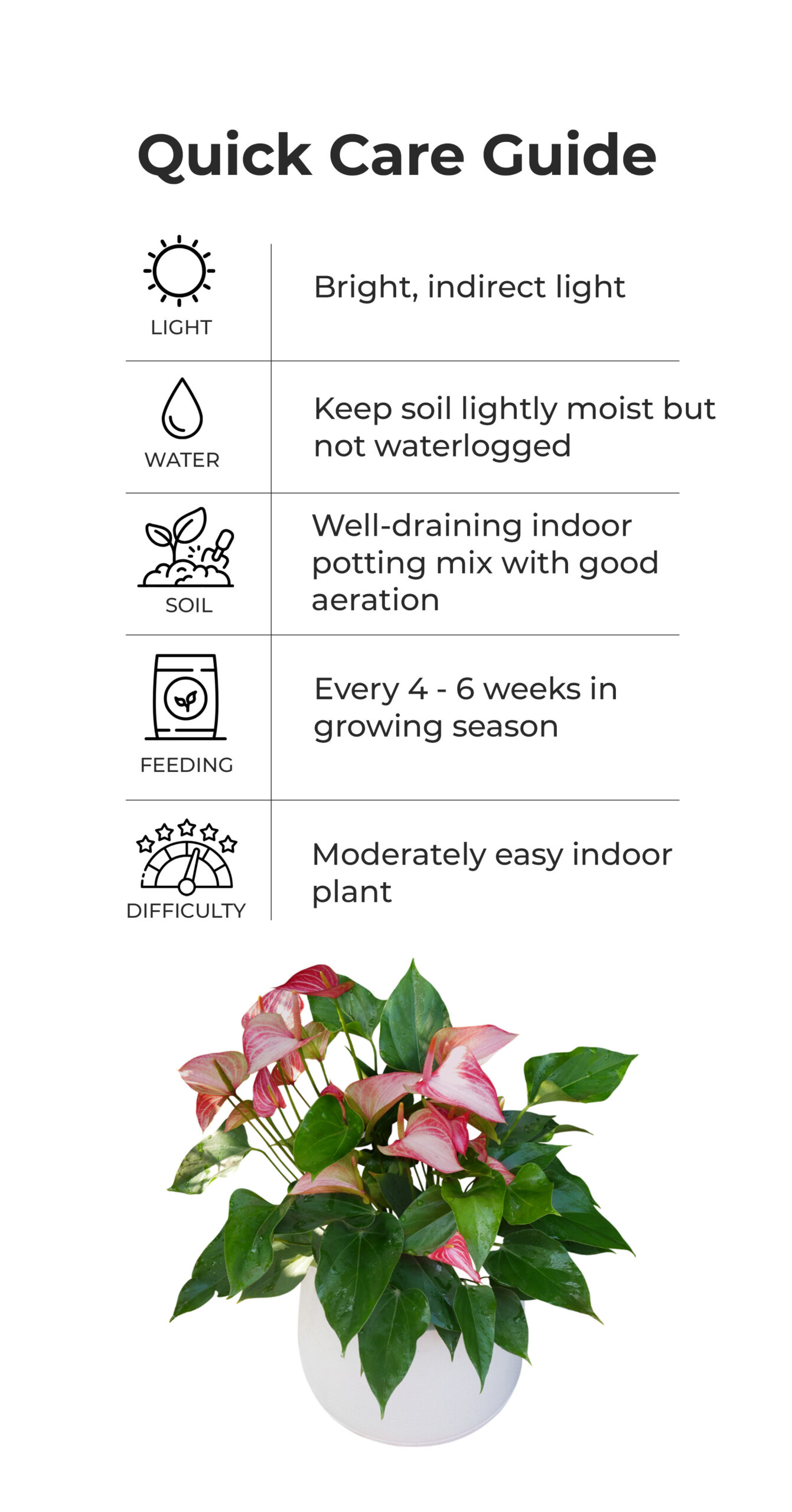 Anthurium_quick_care