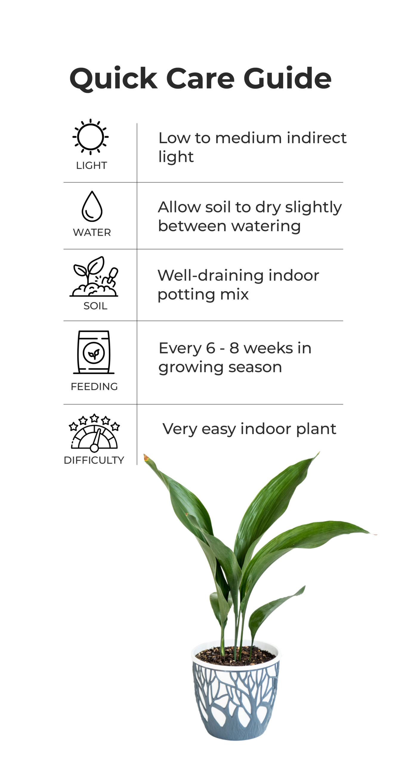 Aspidistra_care_card