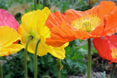 Poppies