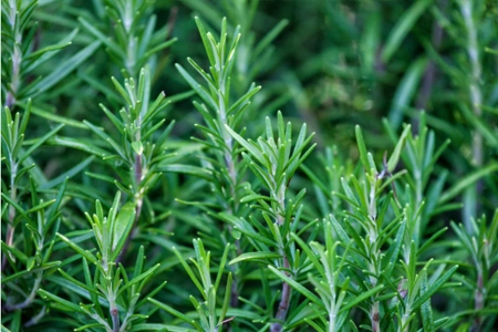 Rosemary