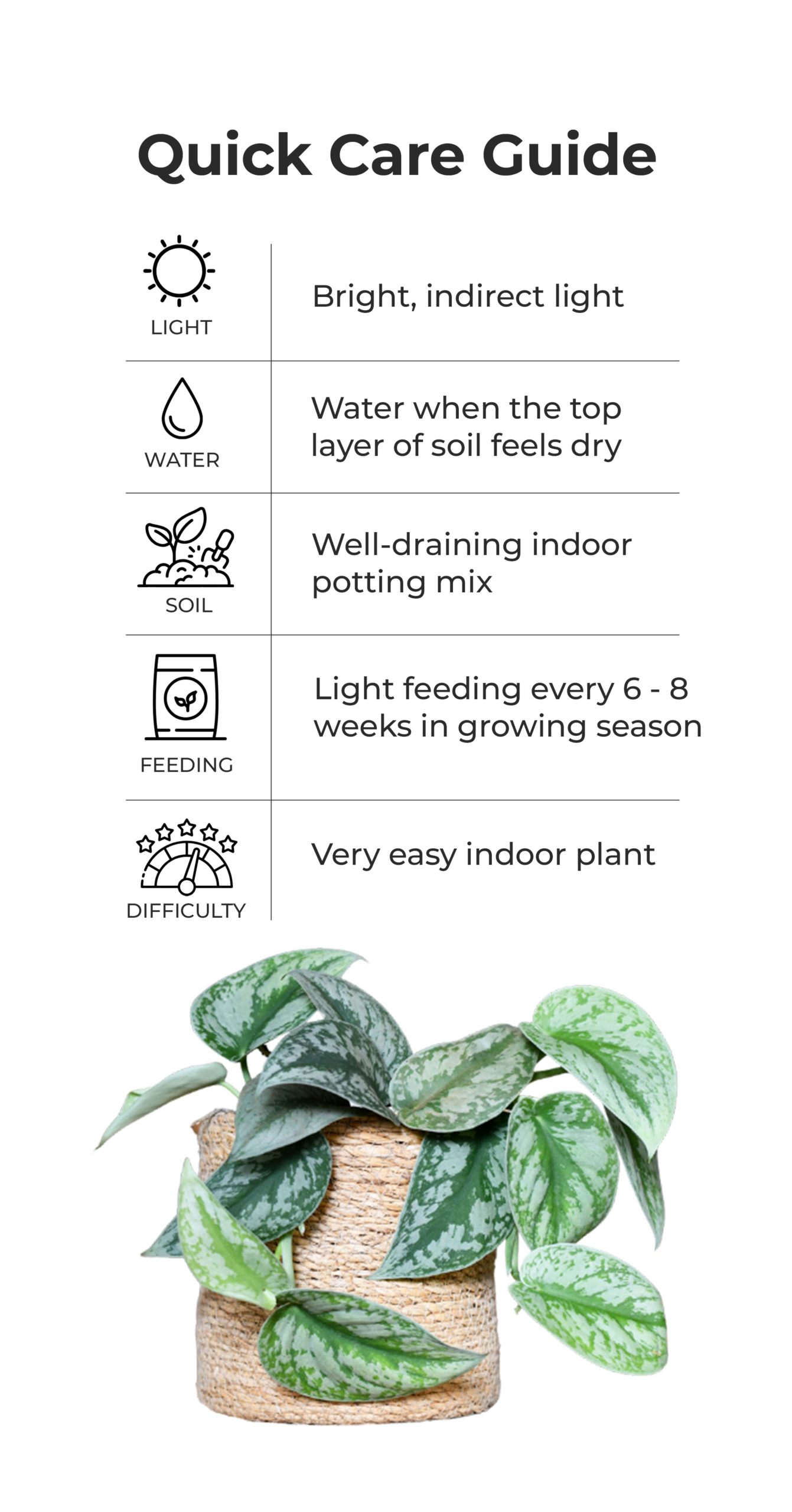 Scindapsus_pictus_quick_care