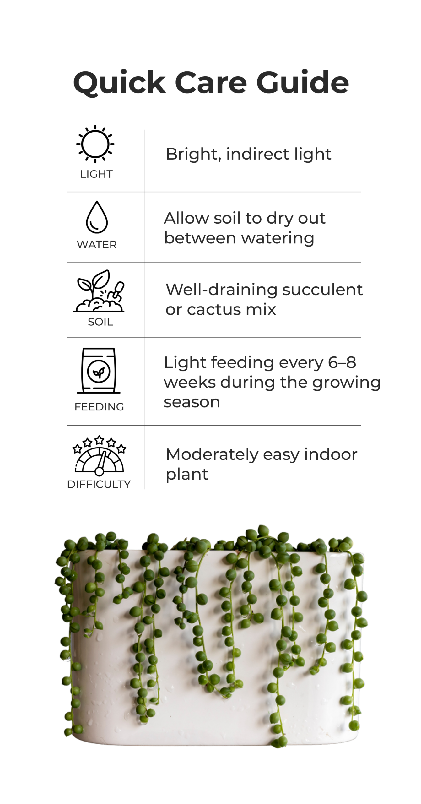 Senecio_rowleyanus_quick_care