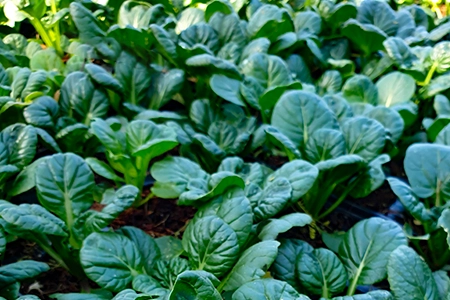 Vegetable_Seedlings