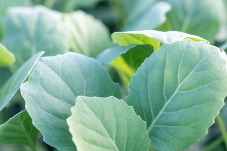 augcabbage