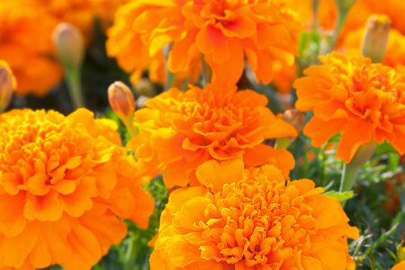 augflowers