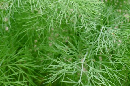 augherb
