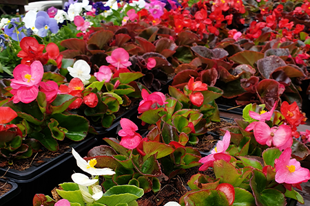 begonias
