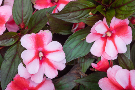 impatiens