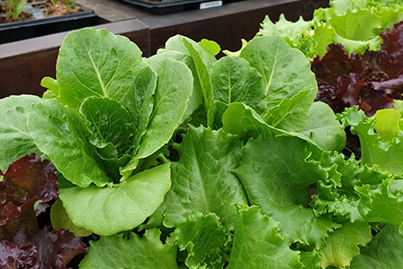 lettuce