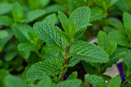 mint
