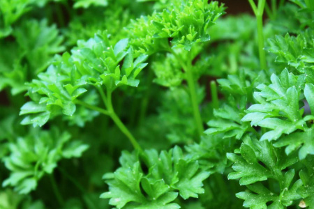 parsley