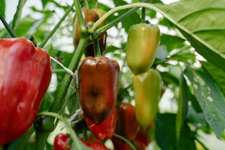 peppers