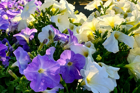 petunia