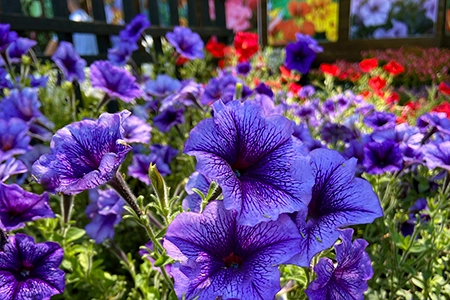 petunias
