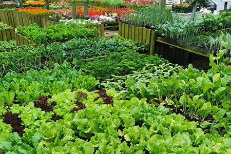 veg