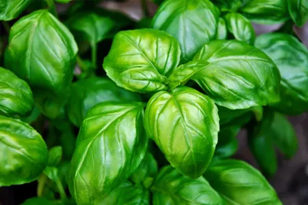 basil