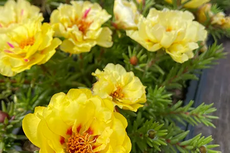 portulaca